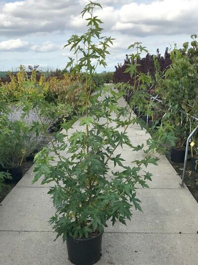 Amberbaum 'Worplesdon' / Amberbaum 'Worplesdon'