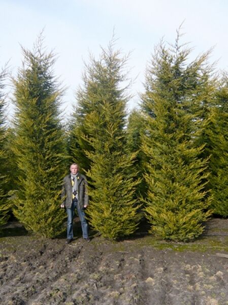 Gelbe Bastardzypresse Cupressocyparis leylandii 'Castlewellan', Solitär, 350–400 cm, gelbgrüner, kegelförmiger Wuchs.