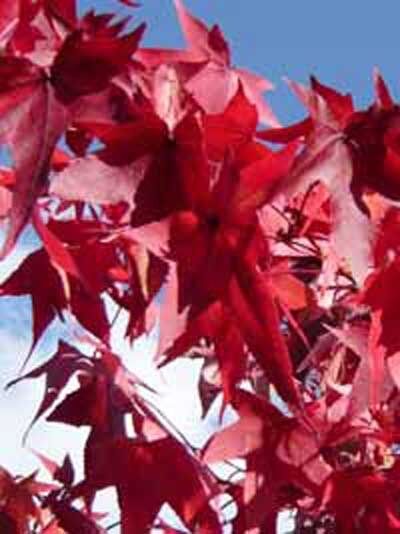 Amberbaum 'Worplesdon' 'Dachform/Dachspalier'