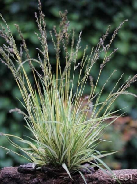 Gestreiftes Garten-Pfeifengras / Kleines Pfeifengras 'Variegata' / Molinia caerulea 'Variegata'