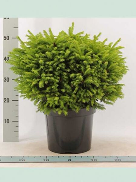 Picea abies 'Ohlendorffii' / Kegel-Fichte
