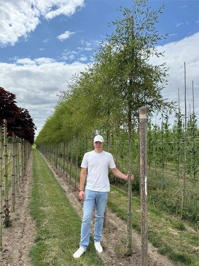 Bambus-Erle Alnus glutinosa 'Imperialis', Hochstamm 10-12 StU m. Db., schlanker Stamm mit buschiger, fein gefiederter Krone