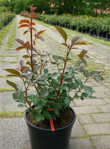 Strauchrose Brocéliande (Rosa 'Brocéliande') A-Qualität C5 im Topf, mit grünen Blättern und rötlichen Jungtrieben.