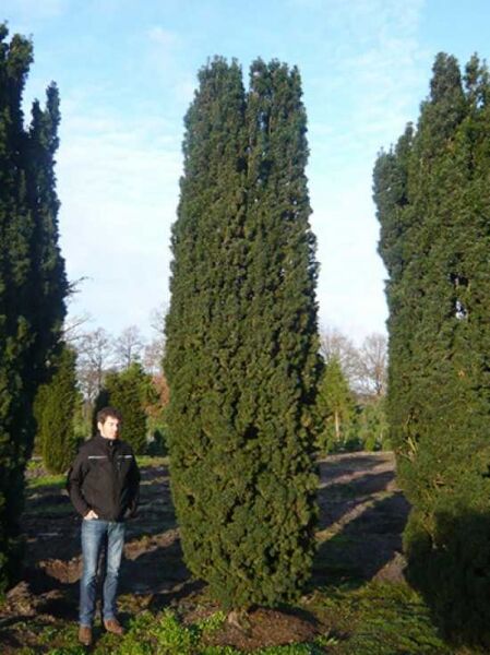 Taxus baccata 'Fastigiata' / Säulen-Eibe 'Fastigiata' 450-500 cm, säulenförmiger, dichter Nadelbaum im Feldanbau.