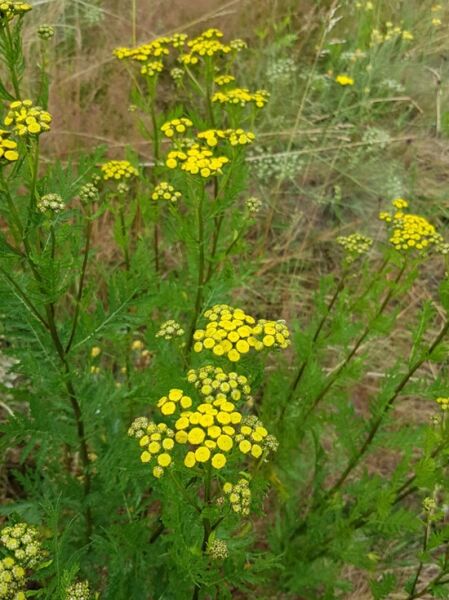 Tanacetum vulgare (Heimischer Rainfarn) mit gelben, knopfförmigen Blütenständen und gefiederten grünen Blättern