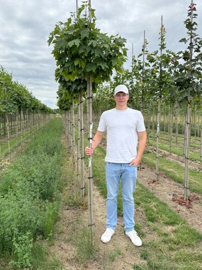 Acer platanoides 'Globosum' Kugel-Ahorn, Kugelbaum am Stamm ca. 200 cm, StU 10–12, mit Drahtballen, kugelige Krone