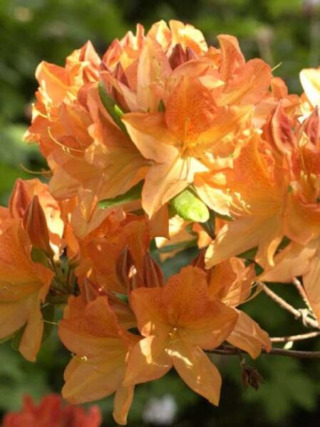 Laubabwerfende Azalee 'Koningin Emma' / Laubabwerfende Azalee 'Koningin Emma'