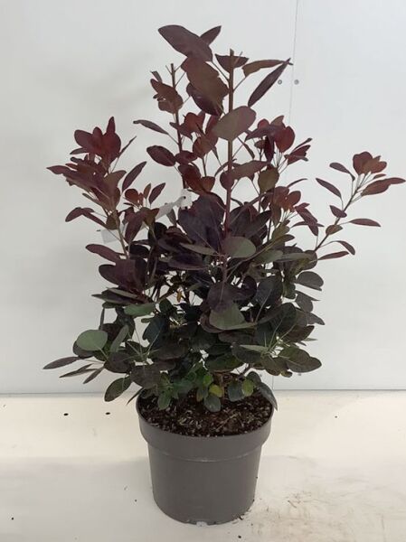 Roter Perückenstrauch 'Royal Purple' (Cotinus coggygria) 50-60 cm C5, Topfpflanze mit dunkelpurpurnem Laub