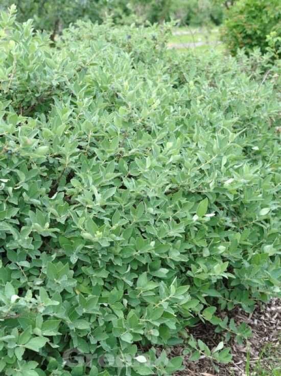 provence lavender plants French Lavender (Lavendula) Phenomenal Plant