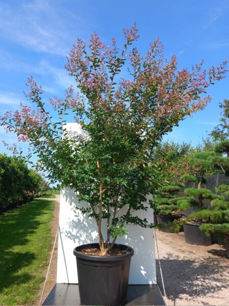 Lagerstroemia indica 'Rose Indien' / Indische Lagerströmie 'Rose Indien', 250-300 cm, C130, im Topf mit rosafarbenen Blütenrispen