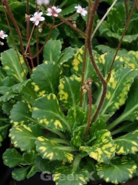 Porzellanblümchen 'Variegata' / Porzellanblümchen 'Variegata'