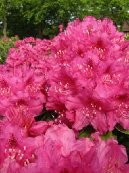 Rhododendron Hybride 'Granat' / Rhododendron 'Granat'