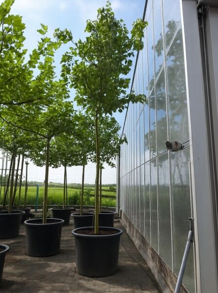 Pagoden-Hartriegel (Cornus controversa) Hochstamm 20-25 StU im Container, schlanker Stamm mit grüner Laubkrone.