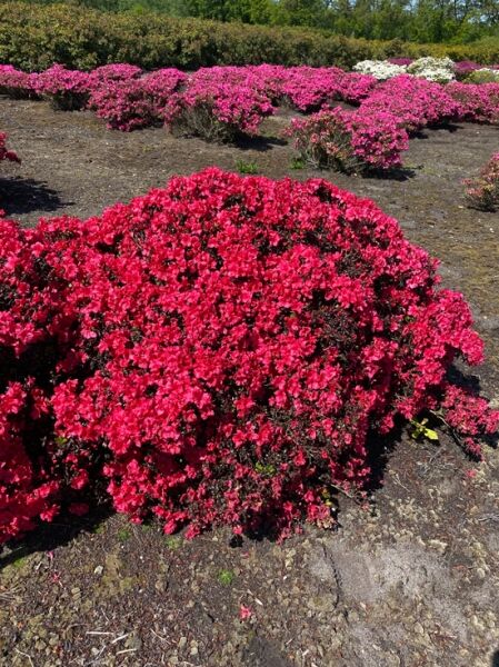 Rhododendron obtusum 'Maruschka' / Japanische Azalee 'Maruschka', Solitärstrauch mit pinkfarbenen Blüten, 120–140 cm Breite, m. B.