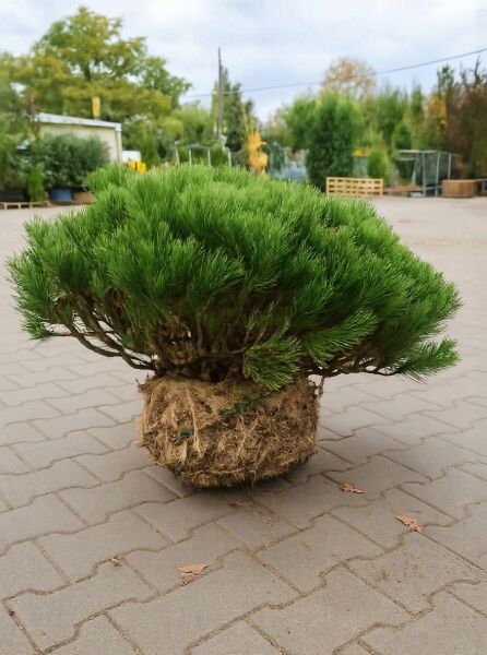 Pinus mugo mughus „lebender Stein“, Bergkiefer im Formschnitt, 80–100 cm breit, mit Drahtballen, dichtes grünes Nadelpolster