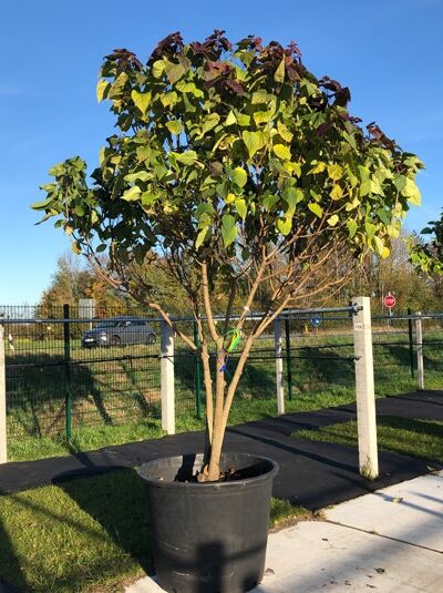 Chinesischer Losbaum 'Schirmform' 300-350 cm (546253) / Clerodendrum trichotomum