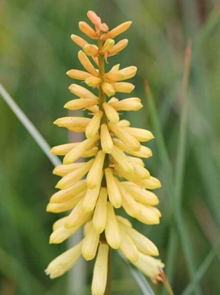 Fackellilie 'Pineapple Popsicle ®' / Kniphofia uvaria 'Pineapple Popsicle ®'