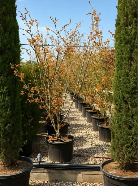 Hamamelis intermedia 'Aphrodite' / Zaubernuss 'Aphrodite', 175-200 cm C100, mehrstämmiger Strauch im Container mit orangefarbenem Laub.