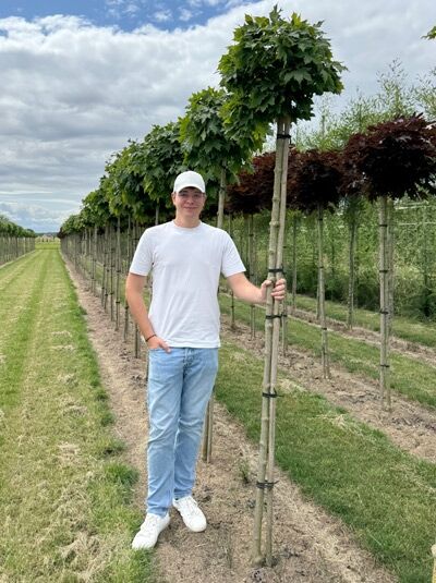 Acer platanoides 'Globosum' / Kugel-Ahorn (Kugelbaum), 225 cm Stamm 8-10 StU m. Db., Hochstamm mit kugeliger Krone im Feldbestand