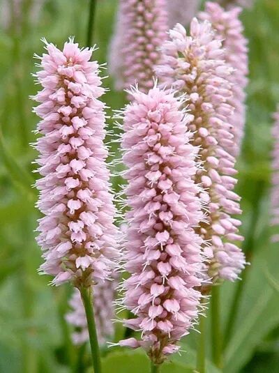 Wiesen-Knöterich / Bistorta officinalis Superba