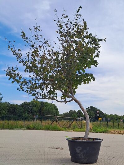 Parrotia persica (Eisenholzbaum) 'geschwungenes Dach', 350–400 cm im Container, junger Baum mit geschwungenem Stamm und Krone