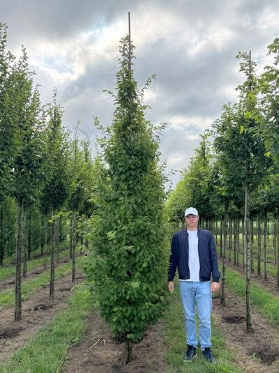 Säulen-Hainbuche Carpinus betulus 'Frans Fontaine' 350-400 cm m. Db., hoher säulenförmiger Baum mit dichtem Laub, am Stützstab.