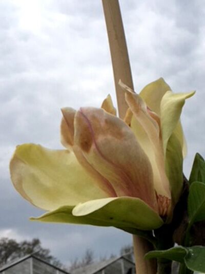 Magnolia 'Sunsation' / Magnolie 'Sunsation'
