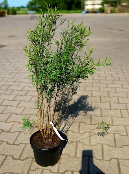 Salix purpurea 'Nana' (Kugel-Weide, Zwerg-Purpur-Weide) 60-100 cm C3, mehrtriebiger Strauch im schwarzen Topf mit grünen Blättern