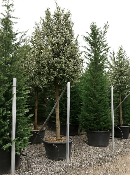 Quercus ilex (Stein-Eiche) Hochstamm 25-30 StU im Container, wintergrünes Laub, Stamm mit runder Krone.