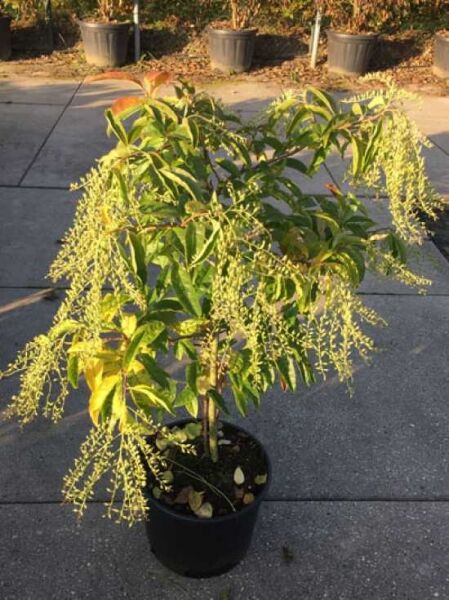 Oplopanax horridus (Igelkraftwurz) im Topf, Strauch mit grünen Blättern und langen, herabhängenden Blütenrispen.