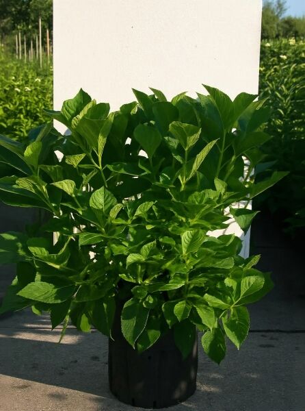 Bauern-Hortensie Hydrangea macrophylla 'Soeur Thérèse' 80-100 cm C20, grüner Strauch im schwarzen Pflanztopf.