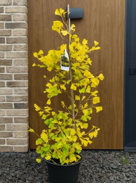 Ginkgo Mädchenhaarbaum (Ginkgo biloba) 'Fastigiata Blagon'®, 100–125 cm, im Topf C10 mit gelben fächerförmigen Blättern