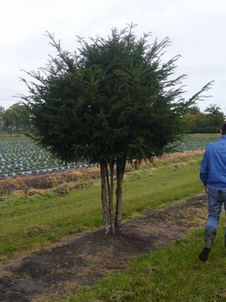 Heimische Eibe 'Schirmform' mehrstämmig / Taxus baccata 'Schirmform' mehrstämmig