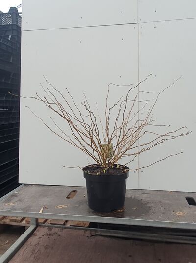 Corylopsis pauciflora (Glockenhasel, Schlüsselblumenstrauch) 40-50 cm C4 im schwarzen Pflanztopf, mehrtriebiger Strauch ohne Laub.