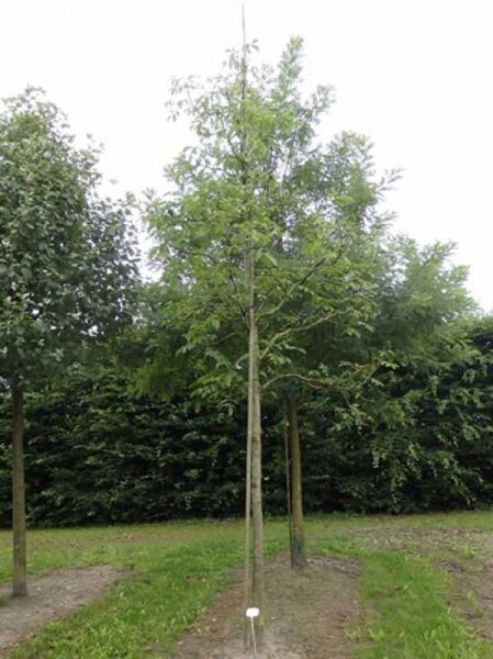 Gemeine Walnuss Juglans regia 'Broadview', Hochstamm mit schlankem Stamm und verzweigter Krone mit grünem Laub.