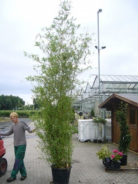 grüner Pulver Bambus / Phyllostachys viridiglaucescens