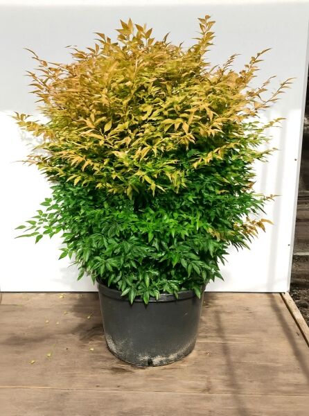 Nandina domestica 'Gulf Stream' (Himmelsbambus) 90-100 cm C80, buschiger Strauch im Topf mit grün-gelbem Laub