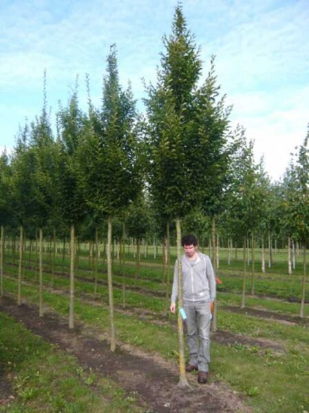 Carpinus betulus 'Fastigiata' (Säulen-Hainbuche) Hochstamm mit säulenförmiger Krone im Baumschulquartier.