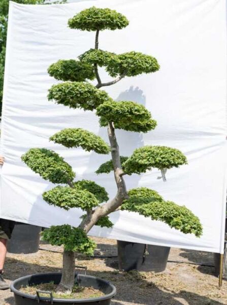 Garten-Bonsai (608) / Garten-Bonsai (608)