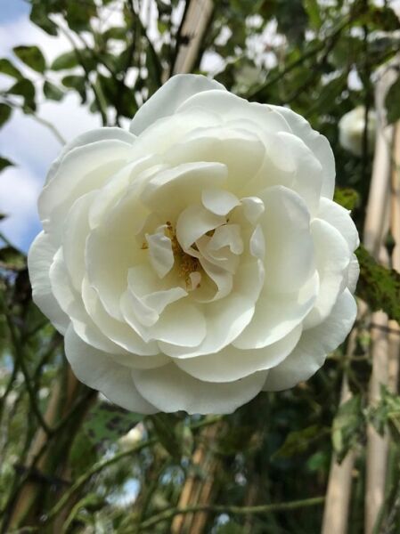 Kletterrose &#039;Climbing Snow Princess&#039; / Rosa &#039;Climbing Snow Princess&#039;