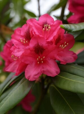 Rhododendron 'Roland' - Rhododendron Hybride 'Roland' - Baumschule NewGarden