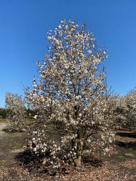 Magnolia loebneri 'Merrill' / Große Stern-Magnolie 500-600