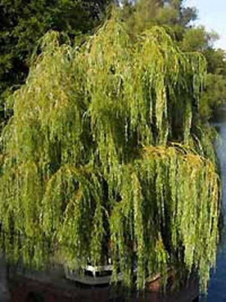 Salix alba 'Tristis' / Hänge-Weide / Trauer-Weide