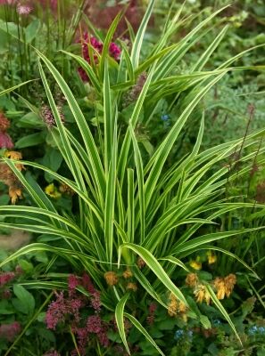 Weibunte Japan-Segge 'Variegata' - Carex morrowii 'Variegata' - Baumschule  NewGarden