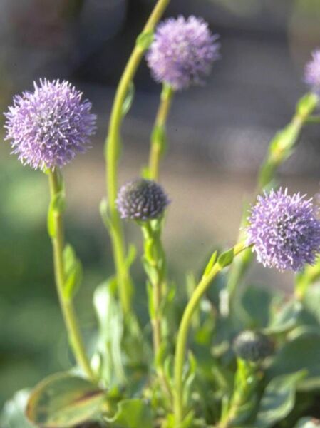 Globularia punctata  /