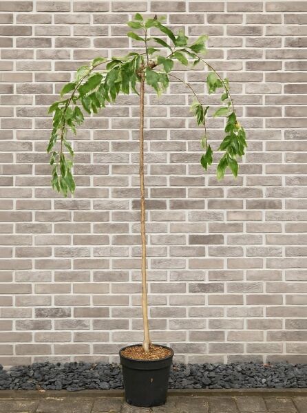 Prunus serrulata 'Kiku-Shidare' (Hängende Nelken-Kirsche/Hänge-Zierkirsche) als Hochstamm im Container, ca. 150 cm Stamm, C10.