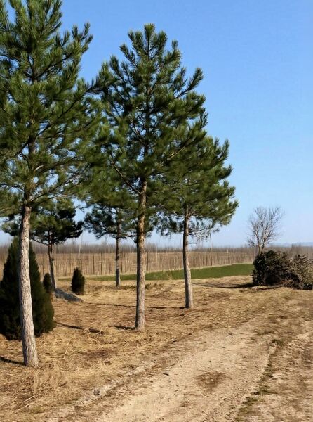 Pinus nigra ssp. nigra 'Hochstamm' / Österreichische Schwarz-Kiefer 'Hochstamm', Hochstamm mit geradem Stamm und grünen Nadeln.