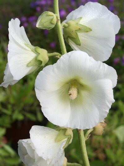 Ungefüllte Stockrose 'Polarstar' - Alcea rosea (Spotlight-Serie) 'Polarstar'
