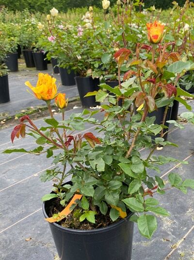 Rosa 'Lollipop'® (Beetrose 'Lollipop'®) C5 im Topf, aufrechter Wuchs, grünes Laub und gelb-rote Blütenknospen.