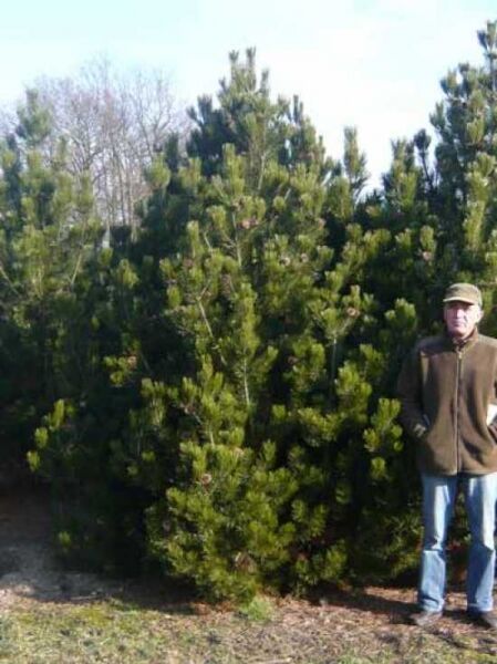 Pinus leucodermis (Schlangenhaut-Kiefer) 300-350 cm m. Db., großer immergrüner Nadelbaum mit dichtem, kompaktem Wuchs.
